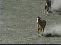 Montana Horse Stampede I