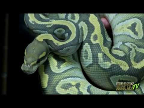 YouTube reptile video