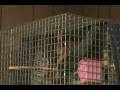 Best Talking Parrot - Timneth African Grey