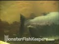 50,000 Gallon Tank Video Series #1 -  1/6 Monsterfishkeepers