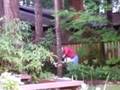 videos de lumbergeorge