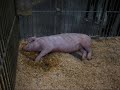 CNE the farm animals, pigfight, cow horse ostrich -photos
