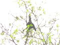 Белорукий гиббон. Hylobates lar.wmv