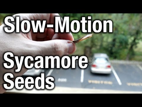 how to grow sycamore from seed