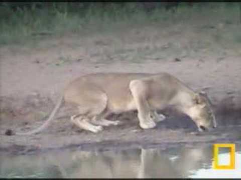 lioness 4