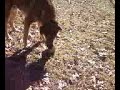 Jack-Jack eats a cataloupe pt. 3