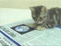 新聞を読む子猫 / 〜kitty series〜 reading newspaper / 看报的小猫