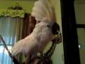Cocktoo Dancing with Parakeet Chorus