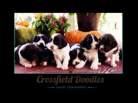 Cheyenne, medium size multi gen labradoodle