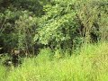 As imagens desse vídeo foram gravadas pela ONG ECO & VIDA no dia 21 de Janeiro de 2010, na Vila Cardoso na Cidade de Campo Limpo Paulista na confluência da Rua Bezerra de Menezes e Rua de acesso ao campo de futebol da Vila Cardoso.Segundo denúncia de moradores do referido bairro,devido as últimas chuvas, há mais de 2 meses nesse local,   formou-se um enorme lago com água parada, em meio a vegetação e a vários tipos de lixo que estão sendo jogados no local. Os moradores do bairro estão  revoltados com o descaso do poder público municipal e preocupados com o risco de contrair doenças, causadas por roedores, insetos e principalmente através da água, pela transmissão do  mosquito da  DENGUE, o qual causa doença infectocontagiosa causada por um tipo de arbovírus que pode causar até a morte de pessoas.Alguns moradores já fizeram várias denúncias, via telefone à Coordenadoria de Meio Ambiente,  pedindo providências para a solução,  mas até o presente momento o problema não foi resolvido. Uma vereadora residente no bairro esteve no local para averiguação, prometendo solução para o problema, mas infelizmente também até o presente nenhuma providência foi tomada.Conforme a Lei do Plano Diretor da Cidade de Campo Limpo Paulista, Capítulo III, do Saneamento Ambiental Integrado, Artigo 14, estabelece que: a política de saneamento ambiental integrado tem como objetivo manter o meio ambiente equilibrado, alcançando níveis crescentes de salubridade, por meio da gestão ambiental, do abastecimento de água potável, da coleta e tratamento de esgoto sanitário, da DRENAGEM DAS ÁGUAS PLUVIAIS, DO MANEJO DOS RESÍDUOS SÓLIDOS  e do reuso das águas, promovendo o equilíbrio ambiental no uso e ocupação do solo.Nós da ONG ECO & VIDA, achamos que o setor responsável pelo Saneamento Ambiental da Prefeitura de Campo Limpo Paulista ( Coordenadoria de Meio Ambiente), deve tomar provid~encias urgentes para efetuar o esgotamento dessa água parada e fazer um levantamento e estudos, para evitar que o problema ocorra novamente.Nós da ONG ECO & VIDA estamos solidários com os moradores do local, por isso estaremos enviando uma notificação ao sr. Neive Nogueiro, Coordenador de Meio Ambiente da Prefeitura de Campo Limpo Paulista e na sequência representação de denúncia ao Ministério Público da cidade