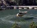 Sikorsky S-61 Fire King from Carson Helicopters in action