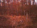Bushnell Trophy Cam - Poor Lighting