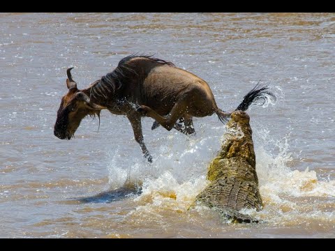 Bintu Safari Experience