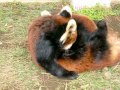 レッサーパンダ授乳シーン