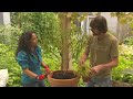 Container Gardening Tips