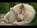 sur une musique de s�rano :

le loup s'en va

le loup s'en va bless� � mort
non point du dard du gueux
trop l�che pour porter l'�pieu
le loup s'en va tibutant, vers le nord

c'est � l'hiver  dernier alors qu'il allait
sur la forri�re, qu'il se fit h�ler.
loup il �tait, mais pas affam�,
 il venait d'en d�coudre et fut �tonn�.

une gente berg�re lui tendait la main.
elle a dit : toi loup ne te crains
allons, allons approche s'il te plait
il faut bien que l'on soigne ces plaies

alors, le loup est venu et tendu son �chine
la dame �tait pour lui comme douce capeline
mais il restait toujours loup, pas toujours de bon go�t
quand le gueux et venu tout � coup

trop couard, il s'est adress� � la femelle
lui reprochant son attention � l'hideux animal
car seuls vers de terre, le manant sait mettre � mal.
alors, d'avec son engeance ne voulant point querelle 

jugeant que ce loup n'�tait qu'embrouille
faux chien menteur, bouffon, pas roi de la for�t
la gente dame � pris sa quenouille
appel� le loup et la le lui a plant�e

entre les yeux !  

le loup s'en va bless� � mort
non point du dard du gueux
trop l�che pour porter l'�pieu
le loup s'en va tibutant, vers le nord

doulce femme

                                                                                                                      digoyo