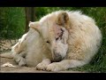 sur une musique de s�rano :

le loup s'en va

le loup s'en va bless� � mort
non point du dard du gueux
trop l�che pour porter l'�pieu
le loup s'en va tibutant, vers le nord

c'est � l'hiver  dernier alors qu'il allait
sur la forri�re, qu'il se fit h�ler.
loup il �tait, mais pas affam�,
 il venait d'en d�coudre et fut �tonn�.

une gente berg�re lui tendait la main.
elle a dit : toi loup ne te crains
allons, allons approche s'il te plait
il faut bien que l'on soigne ces plaies

alors, le loup est venu et tendu son �chine
la dame �tait pour lui comme douce capeline
mais il restait toujours loup, pas toujours de bon go�t
quand le gueux et venu tout � coup

trop couard, il s'est adress� � la femelle
lui reprochant son attention � l'hideux animal
car seuls vers de terre, le manant sait mettre � mal.
alors, d'avec son engeance ne voulant point querelle 

jugeant que ce loup n'�tait qu'embrouille
faux chien menteur, bouffon, pas roi de la for�t
la gente dame � pris sa quenouille
appel� le loup et la le lui a plant�e

entre les yeux !  

le loup s'en va bless� � mort
non point du dard du gueux
trop l�che pour porter l'�pieu
le loup s'en va tibutant, vers le nord

doulce femme

                                                                                                                      digoyo