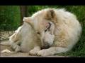 LE LOUP S'EN VA