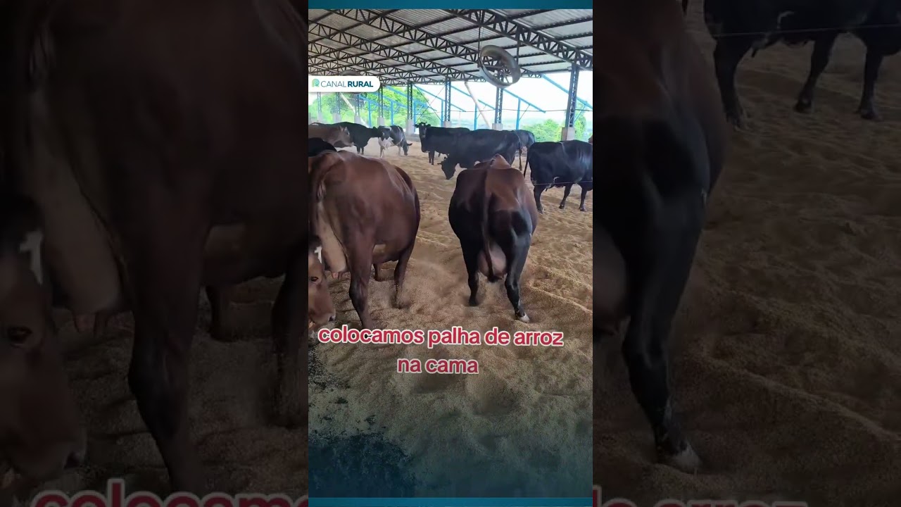Vacas pulam de alegria ao receber novas camas de palha de arroz