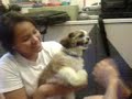 Chinese New Year Dog