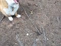 corgi trying to pull root out of the ground corgi trying to pull root out of the ground