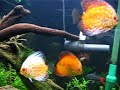 Acará Disco (Symphysodon aequifasciata),  Neon Cardinal (Paracheirodon axelrodi),  Neon Negro (Hyphessobrycon herbertaxelrodi),  Neon Verde (Paracheirodon simulans)- 