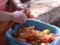 a folia do divino espirito santo