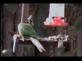 Gang of Parakeets, a Hummingbird on the Line, and Other Birds
