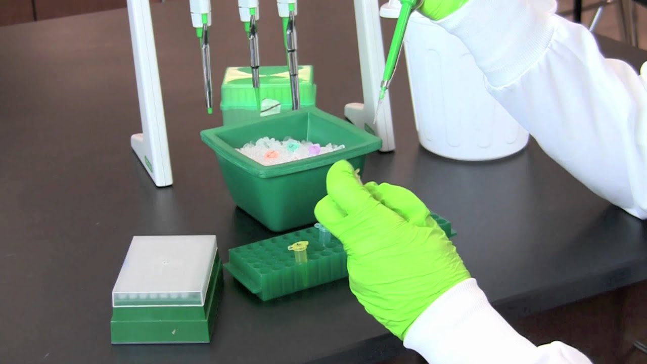 Restriction Digestion of DNA
