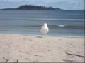 The Story of a Seagull