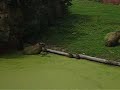 Capybara family swimming Capybara family swimming