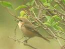 Daurian Shrike, Texel, 26 september 2006