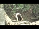 AWITW (Preview)