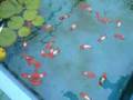 ４歳魚の脊擦り