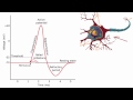 012 The Absolute and Relative Refractory Periods