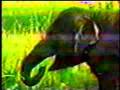 Leslie Griffith Report On Ringling Bros. Circus '05