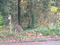 Deer in the hood