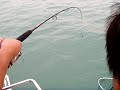 Myfishing 2819 Fight with Queen Fish