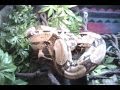 Snake-Eats-Rat-Feedi