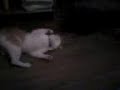 pelea de gato y perro