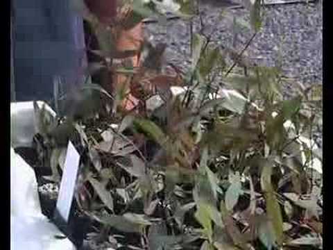 how to transplant loropetalum