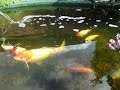 A Yorkshire Pond