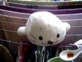 Seal Chen Intro
