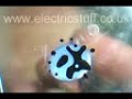 Ferrofluid - static field 1 Ferrofluid - static field 1