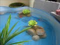 Fish Pond under USD20/RM20 Fish Pond under USD20/RM20