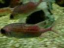 Peixes breacos