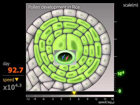 how to fertilize rice plant