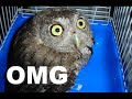 O Rly?!