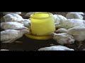 rumahagrobisnis dosis utk Ternak