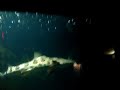 Strange Wilderness Shark laugh